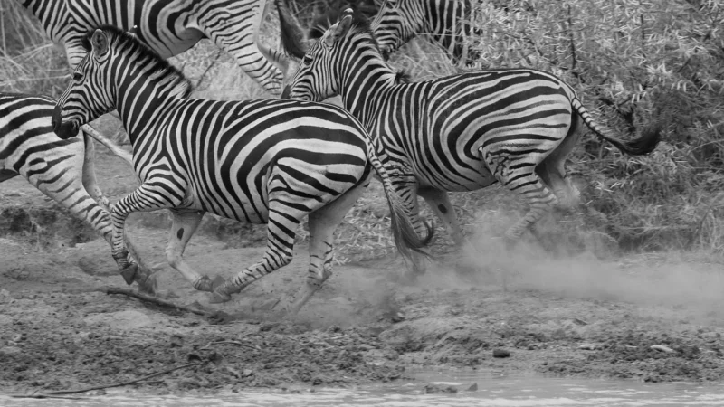 (Black) TWS bluetooth Headphones Wireless Running Earphones Bone Conduction Earphone Waterproof With Mic Handsfree Sport Headsets