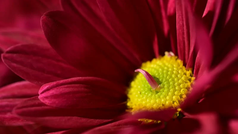 MAGENTA 378 CLARIA PHOTO HD INK